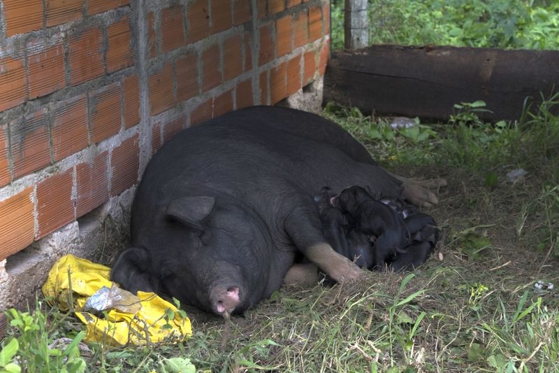 In Bolivien brachte ein Schwein 16 Ferkel in einem Wurf zur Welt.