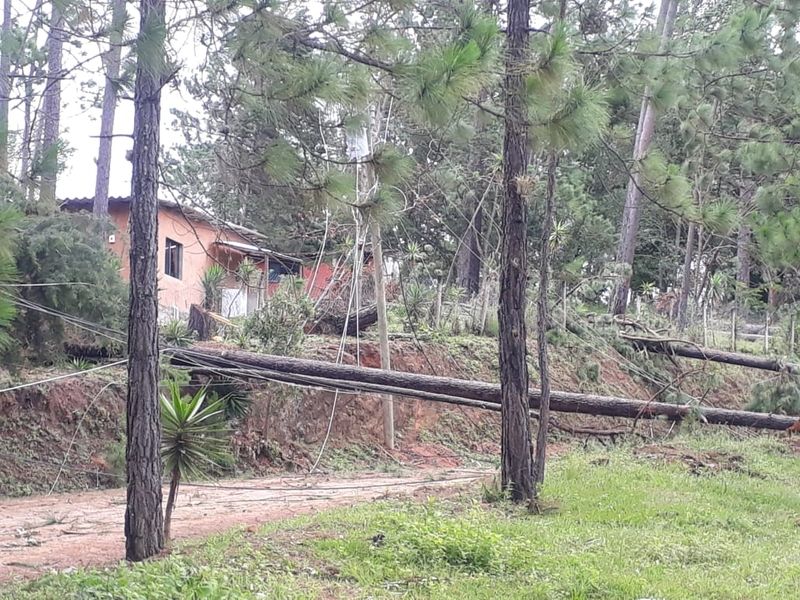 Hurrikan Iota hat viele Bäume entwurzelt.