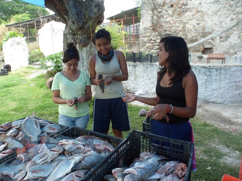 Die Mädchen helfen beim Reinigen der Tilapia-Fische für das Mittagessen.