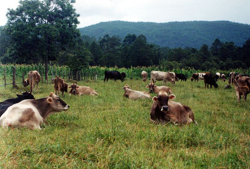 Die Kühe in Honduras genießen ihre Freiheit auf den Wiesen und in den Wäldern.