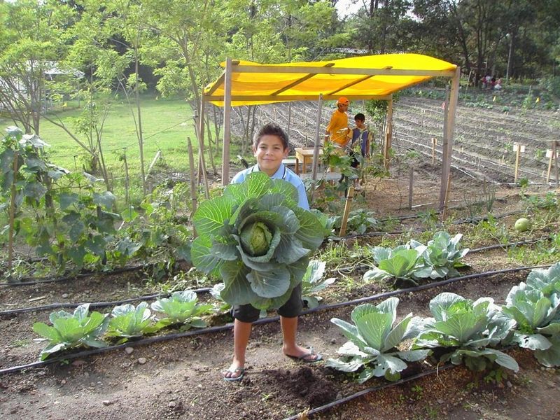 Die Kinder helfen beim Pflanzen und Ernten. Dabei lernen sie viel über die Selbstversorgung durch eigenen Gemüseanbau.