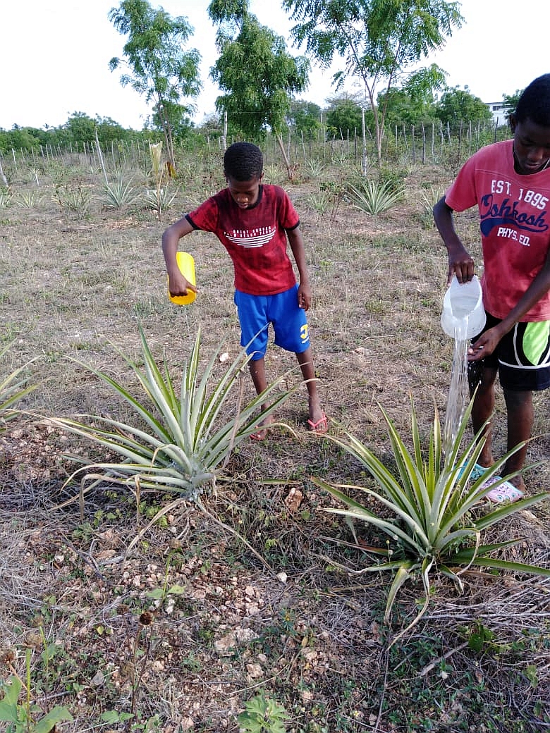 Jungen gießen Ananaspflanzen mit Wasser.